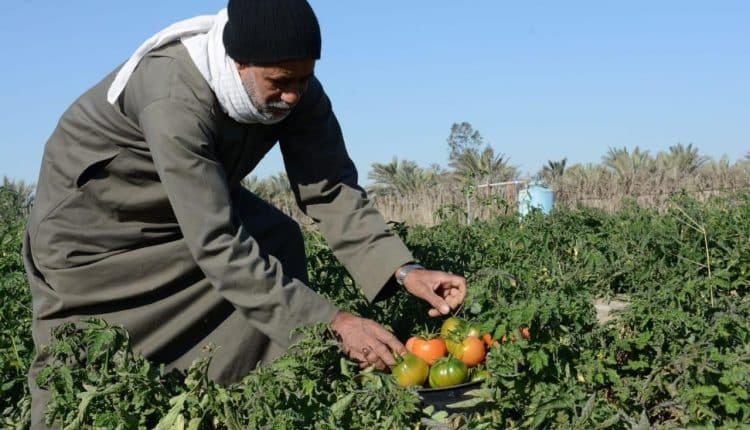 شاهد بالصور والفيديو: مدينة سعودية يزرع أهلها طماطم بمذاق فاكهة لذيذة جدا