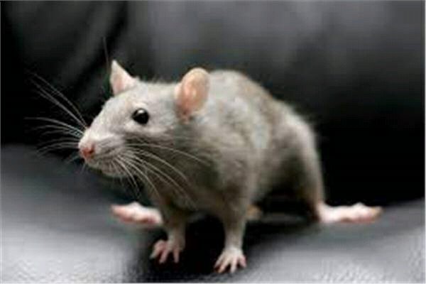 بدون سم او مصيدة تخلص من الفئران نهائيا في منزلك
