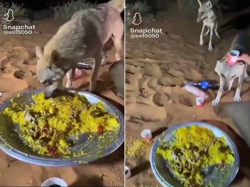 شاهد.. ذئاب يشاركون مجموعة من شباب سعوديين وجبة عشائهم في البر