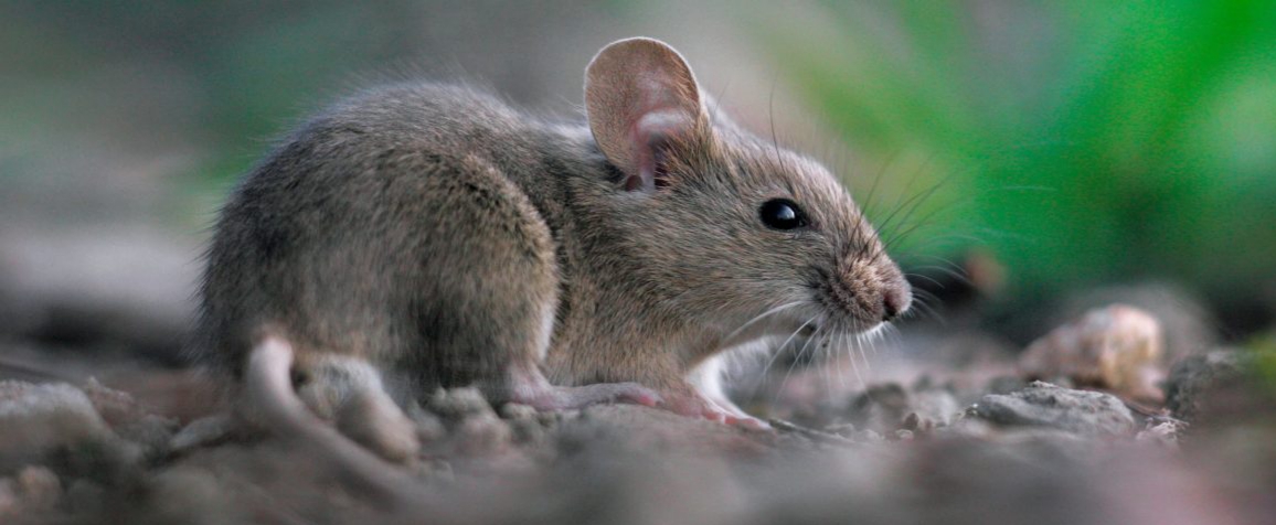 "طرق طبيعية للتخلص من الفئران في المنزل دون استخدام مواد كيميائية ضارة"