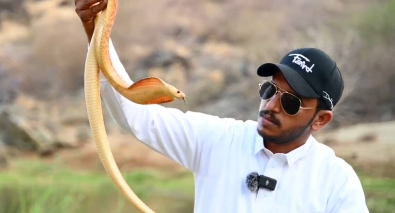 بالفيديو .. شاب سعودي يمتهن صيد ثعابين الكوبرا منذ أكثر من 12 عاماً ويكشف أخطر أنواعها